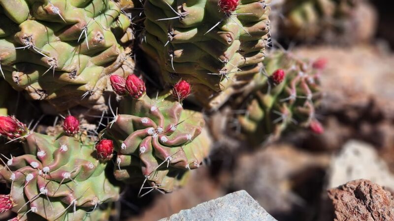 Chihuahuan Desert Outside Loop Trail - Fort Davis, TX