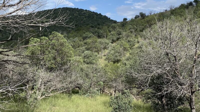 Madera Canyon Trail Parking - Fort Davis, TX