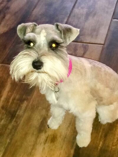 The Nut Farm Kennel & Grooming - Fort Davis, TX