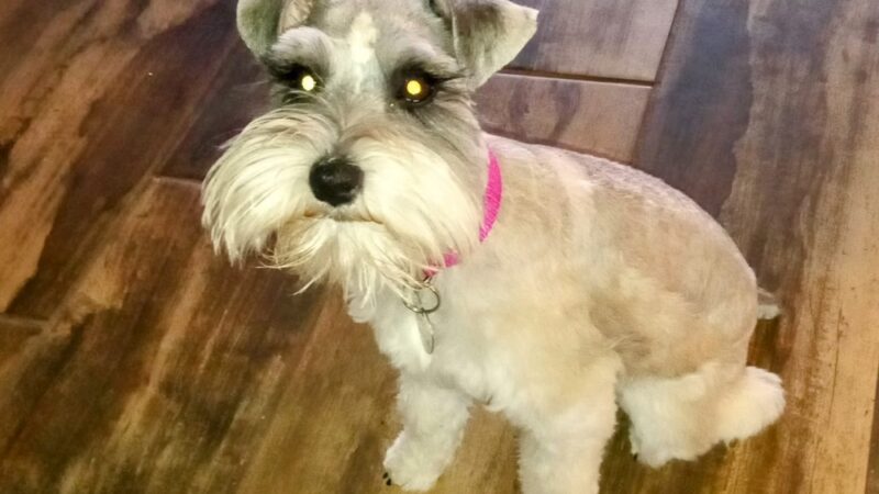 The Nut Farm Kennel & Grooming - Fort Davis, TX