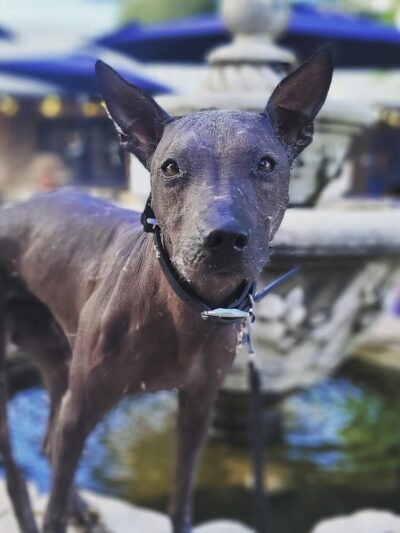 The Nut Farm Kennel & Grooming - Fort Davis, TX