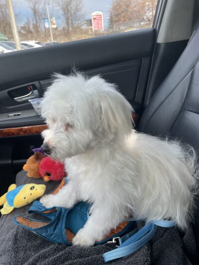 Lovely Puppy House - Fort Lee, NJ