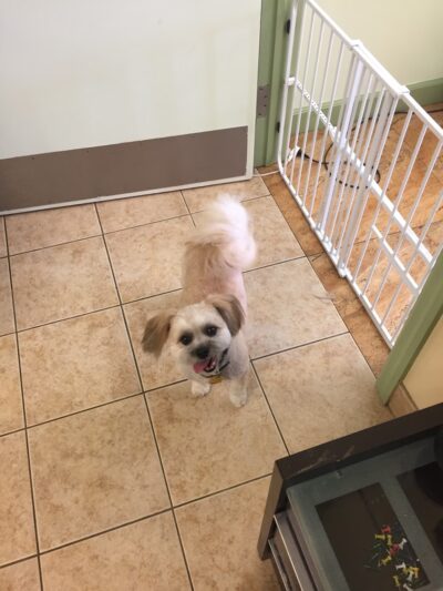 Lovely Puppy House - Fort Lee, NJ