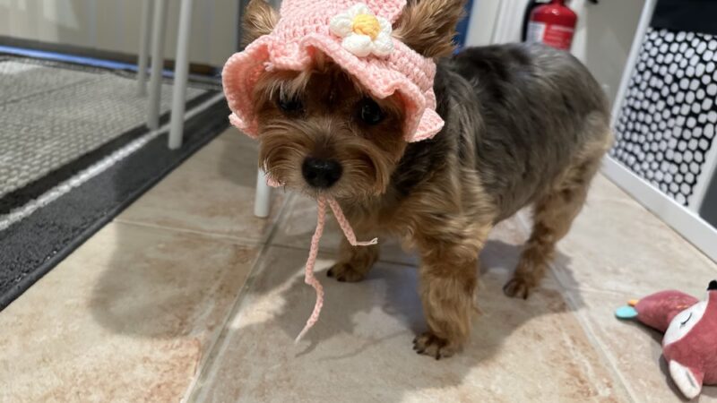 Lovely Puppy House - Fort Lee, NJ