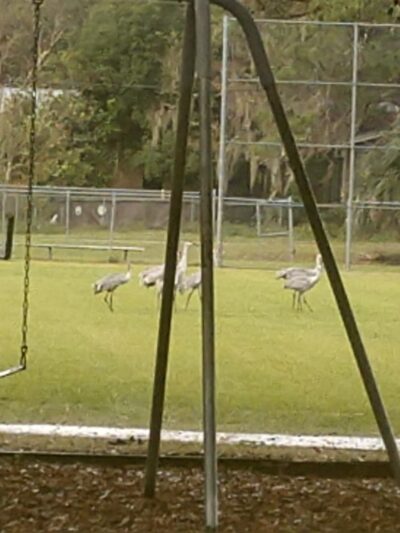 Cougar Community Park - Fort McCoy, FL