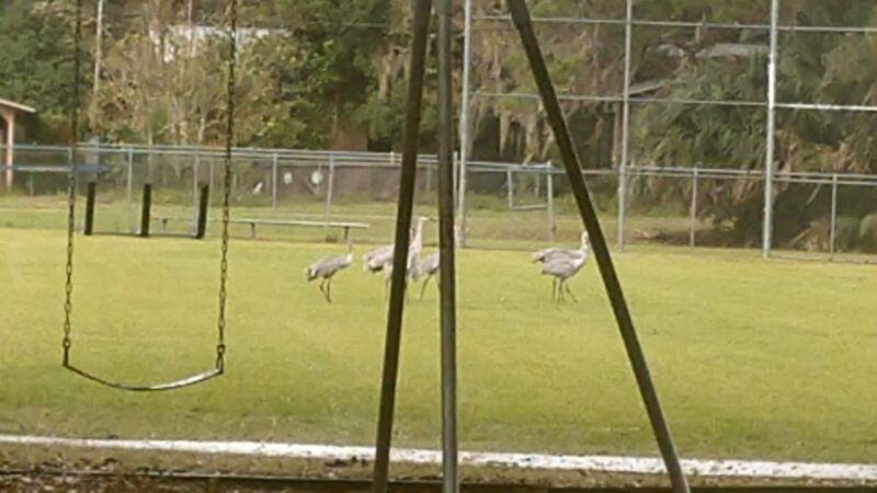 Cougar Community Park - Fort McCoy, FL