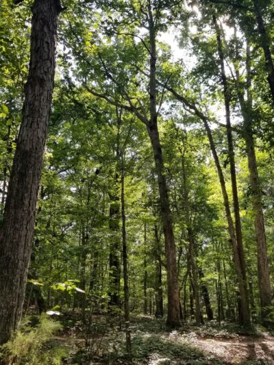 Anne Springs Close Greenway - Blue Star - Fort Mill, SC