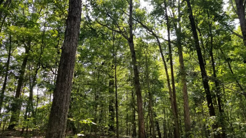 Anne Springs Close Greenway - Blue Star - Fort Mill, SC