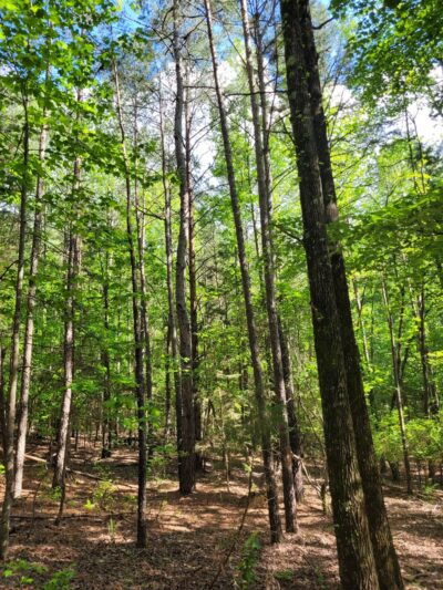 Carolina Thread Trail - Baxter Village - Fort Mill, SC