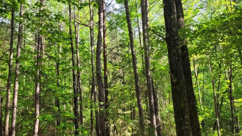 Carolina Thread Trail - Baxter Village - Fort Mill, SC