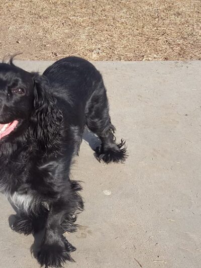 Fort Morgan Dog Park (Fulton) - Fort Morgan, CO