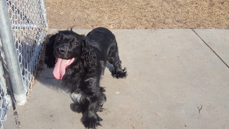 Fort Morgan Dog Park (Fulton) - Fort Morgan, CO