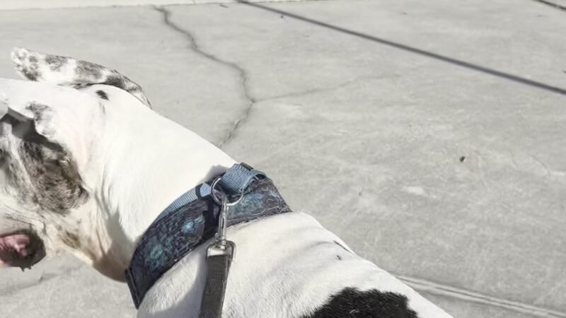 John Yarbrough Linear Park - Fort Myers, FL