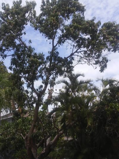 Caloosa Park - Fort Myers, FL