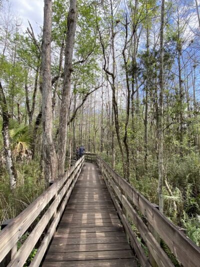 Six Mile Cypress Slough Preserve - Fort Myers, FL