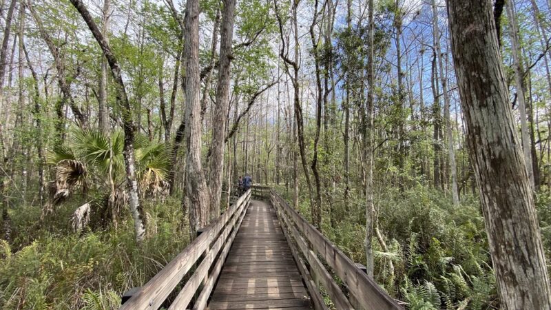 Six Mile Cypress Slough Preserve - Fort Myers, FL