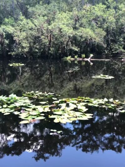Six Mile Cypress Slough Preserve - Fort Myers, FL