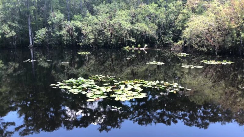 Six Mile Cypress Slough Preserve - Fort Myers, FL