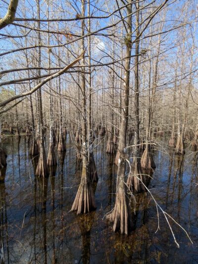 Six Mile Cypress Slough Preserve - Fort Myers, FL
