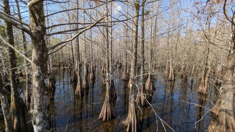 Six Mile Cypress Slough Preserve - Fort Myers, FL