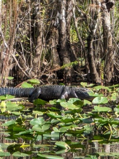 Six Mile Cypress Slough Preserve - Fort Myers, FL