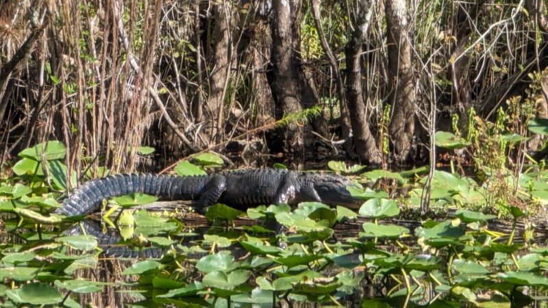 Six Mile Cypress Slough Preserve - Fort Myers, FL