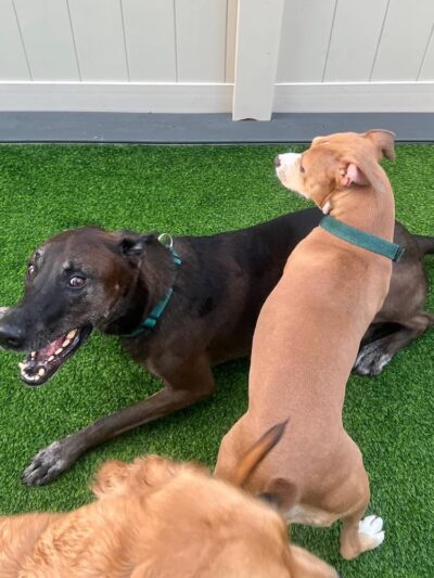 The Barker Lounge - Fort Myers, FL