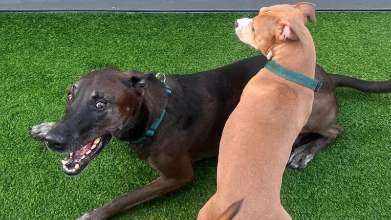 The Barker Lounge - Fort Myers, FL