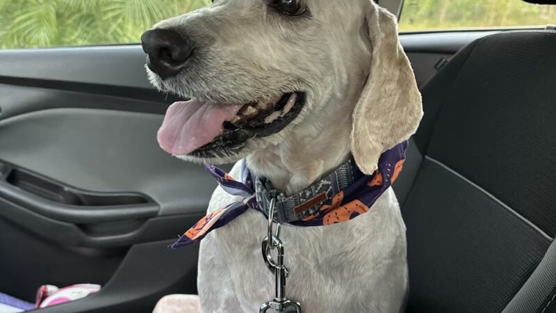 The Barker Lounge - Fort Myers, FL