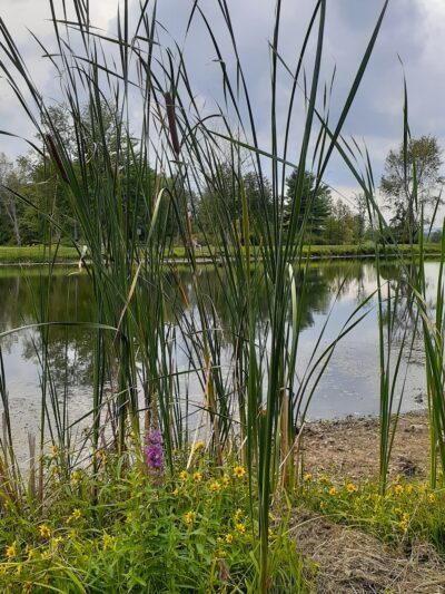 Firemans Pond - Fort Plain, NY