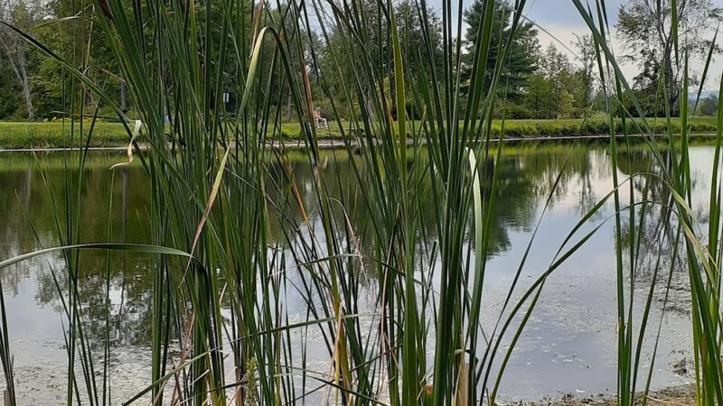 Firemans Pond - Fort Plain, NY