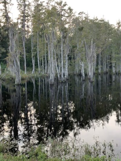 Holbrook Pond Recreation And Campground - Fort Stewart, GA