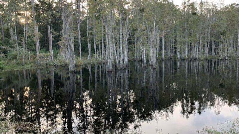 Holbrook Pond Recreation And Campground - Fort Stewart, GA