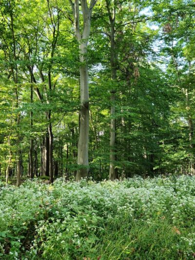 Piszek Preserve - Fort Washington, PA