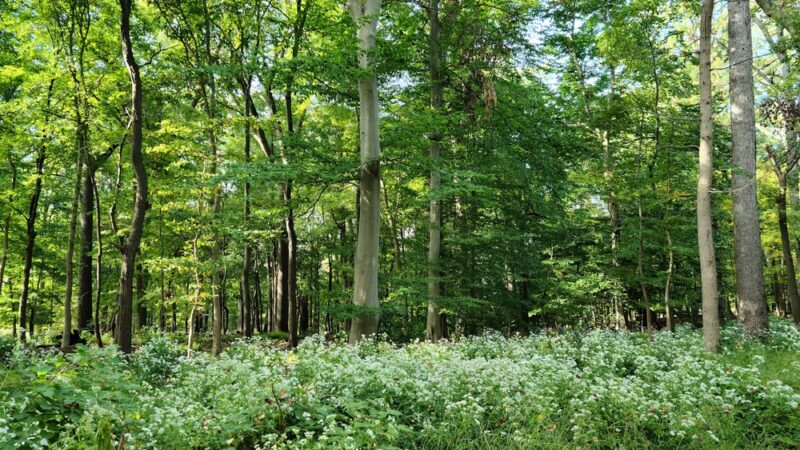 Piszek Preserve - Fort Washington, PA