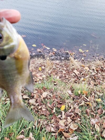 Lakeside Park South - Fort Wayne, IN