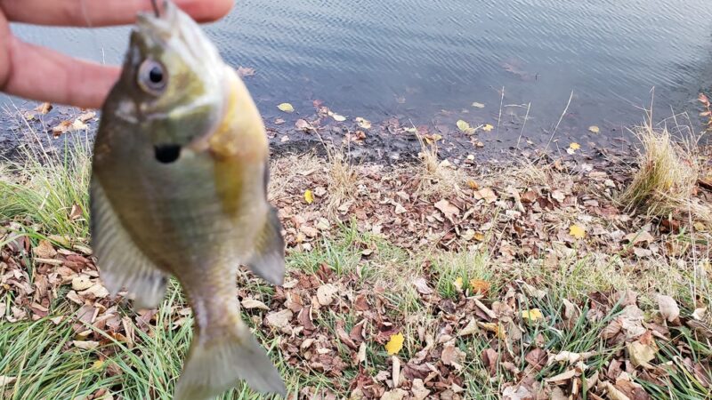 Lakeside Park South - Fort Wayne, IN
