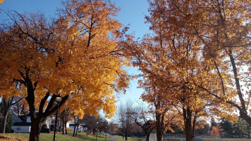 Hamilton Park - Fort Wayne, IN