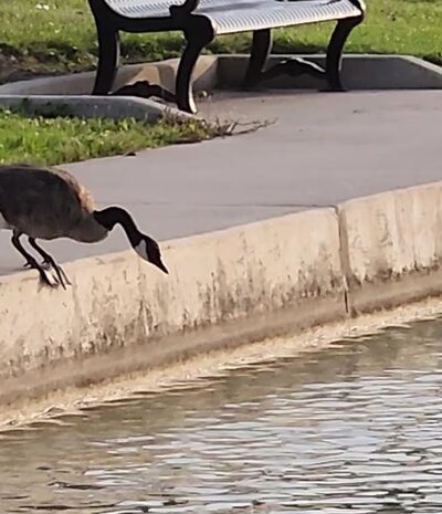 Ivan Lebamoff Reservoir Park - Fort Wayne, IN