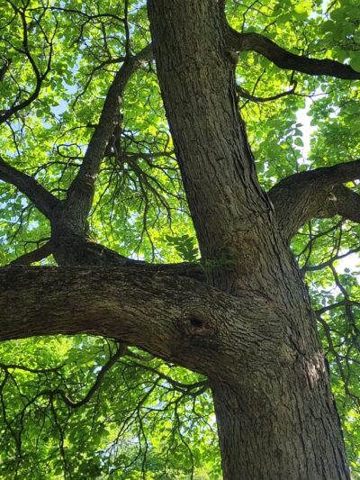 Swinney Park - Fort Wayne, IN