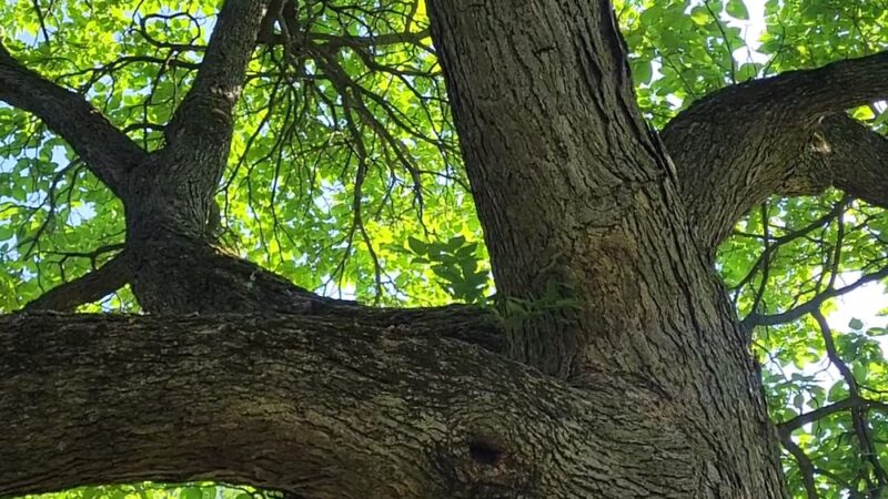 Swinney Park - Fort Wayne, IN