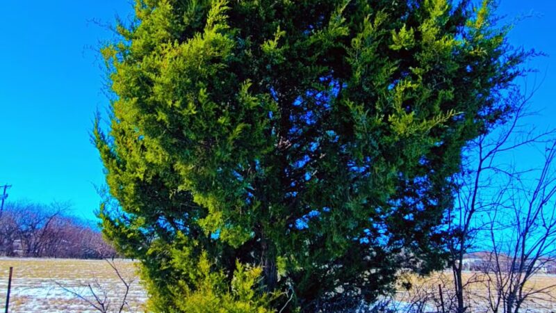 Alexandra Meadows Park - Fort Worth, TX