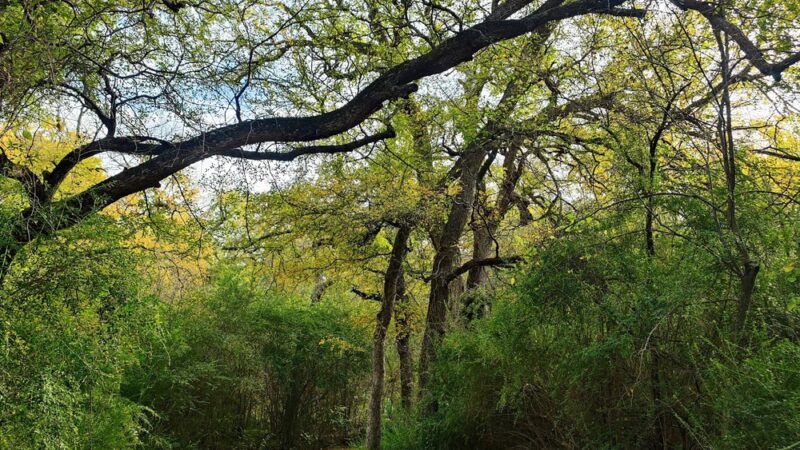 Arcadia Trail Park South - Fort Worth, TX