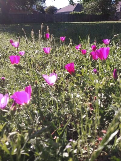 Cobblestone Trail Park - Fort Worth, TX