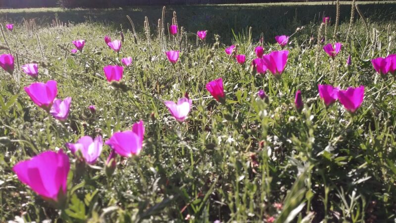 Cobblestone Trail Park - Fort Worth, TX