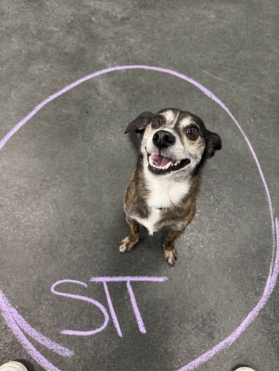 Dogtopia of Fort Worth - Downtown - Fort Worth, TX