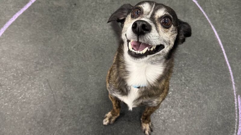 Dogtopia of Fort Worth - Downtown - Fort Worth, TX