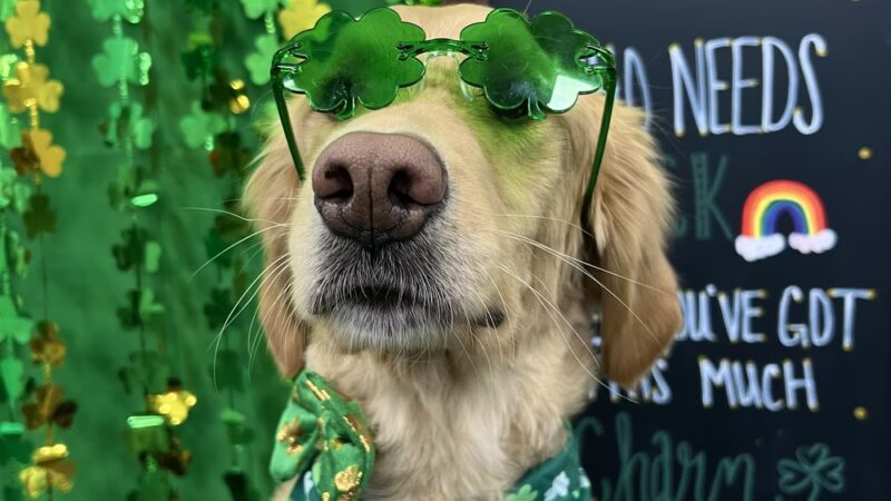 Dogtopia of Fort Worth - Downtown - Fort Worth, TX