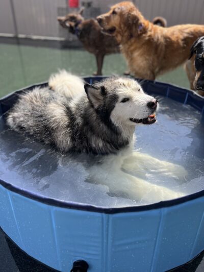 Dogtopia of Fort Worth - Downtown - Fort Worth, TX