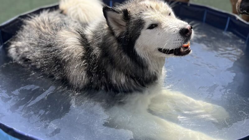 Dogtopia of Fort Worth - Downtown - Fort Worth, TX
